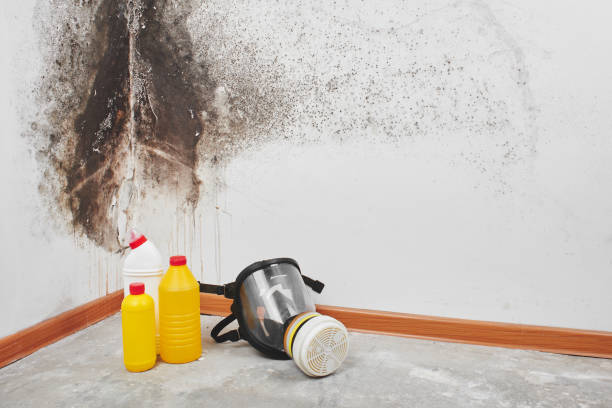Best Same-Day Mold Removal  in Oskaloosa, IA