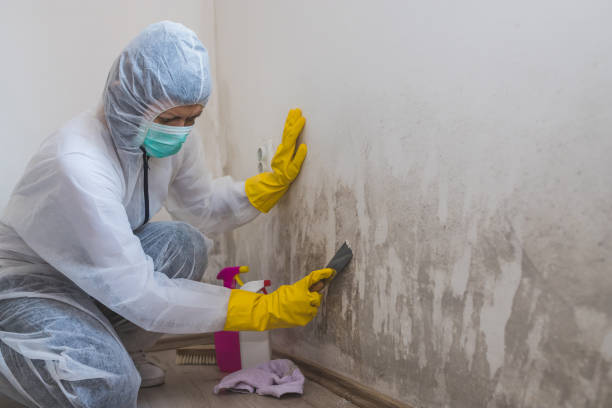 Best Attic Mold Removal  in Oskaloosa, IA