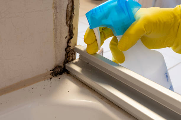 Best Home Mold Removal  in Oskaloosa, IA
