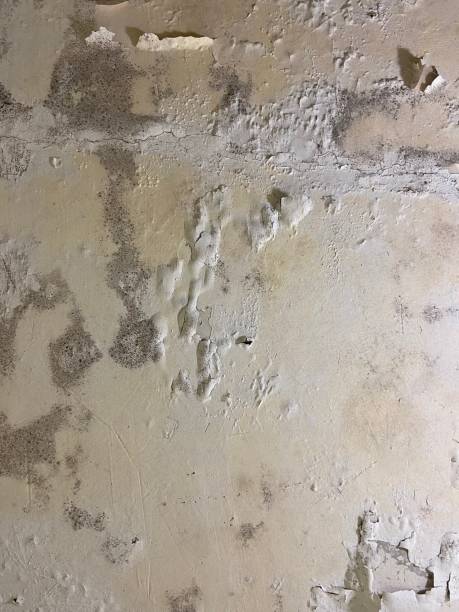 Oskaloosa, IA Mold Removal Company