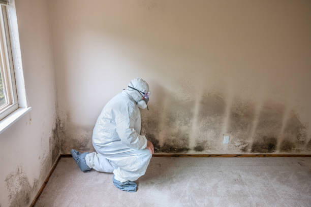Home Mold Removal in Oskaloosa, IA