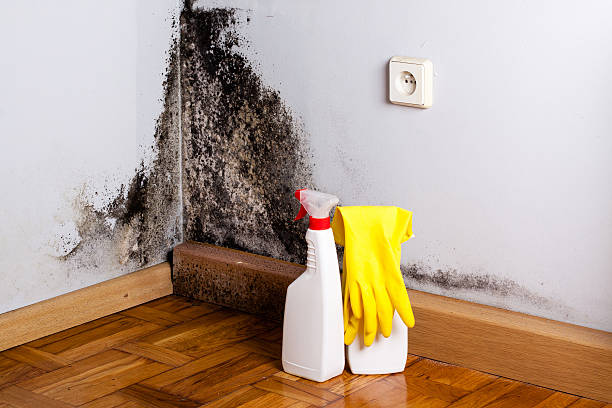 Best Mold Removal Near Me  in Oskaloosa, IA
