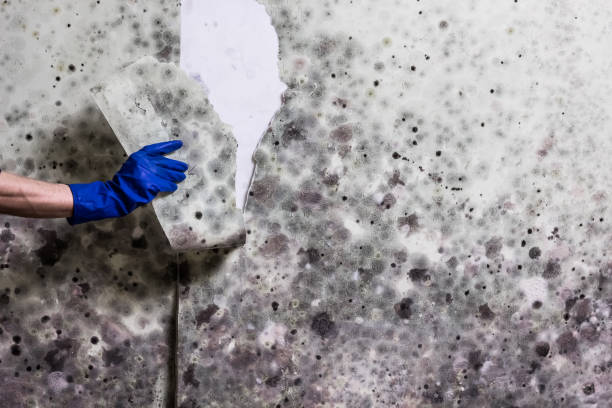 Best Black Mold Removal  in Oskaloosa, IA