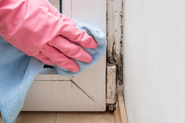 Best Office Mold Removal Services  in Oskaloosa, IA