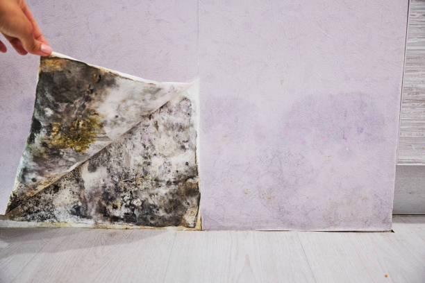 Best Mold Damage Repair  in Oskaloosa, IA